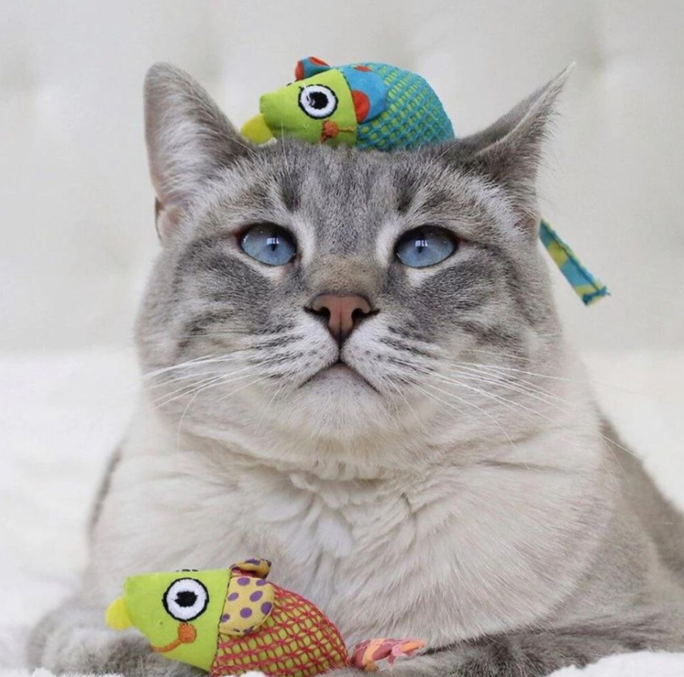 Chew Mice Dental Health Chew Mice Dental Health